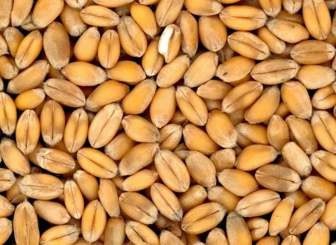 بذر گندم سیروان درجه یک مرغوب کد 20