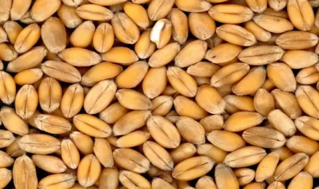 بذر گندم سیروان درجه یک مرغوب کد 20