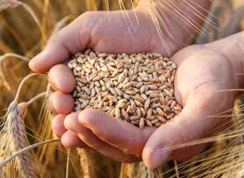 بذر گندم سیروان زودرس با بهترین قیمت کد 16