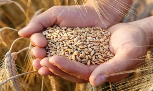 بذر گندم سیروان زودرس با بهترین قیمت کد 16