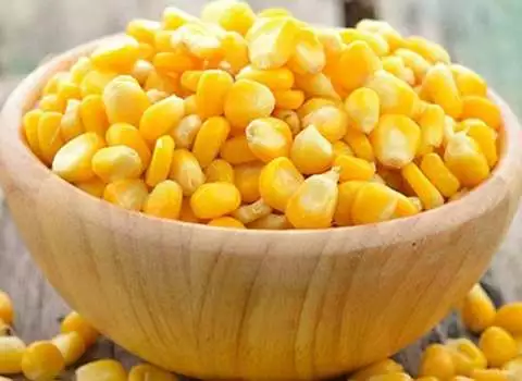 کنسرو ذرت فله همراه با توضیحات کامل و آشنایی