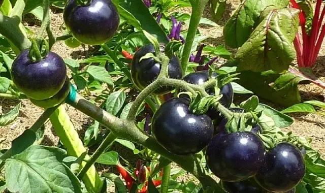 گوجه فرنگی سیاه طعم و رنگی خاص حاوی ویتامین A کد 88