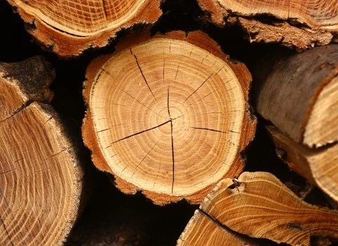 لیست قیمت چوب راش تیره به صورت عمده و با صرفه