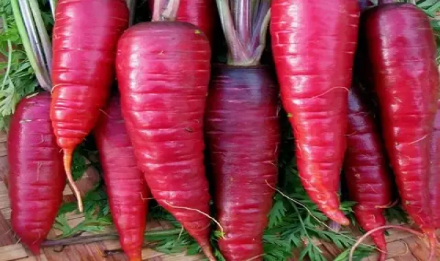 هویج بنفش خام بسته بندی قیمت مناسب کد 04