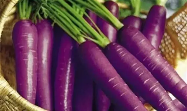 هویج بنفش ارگانیک شیرین در قم کد 16