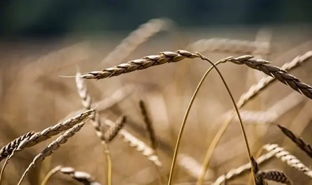 بذر گندم سارنگ هرمزگان درجه یک کد 41
