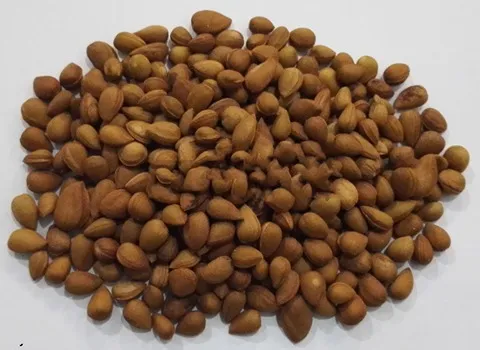 بادام کوهی ارگانیک و شفاف کننده پوست کد 14