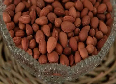 بادام کوهی تلخ روغنی قیمت مناسب در شیراز کد 18