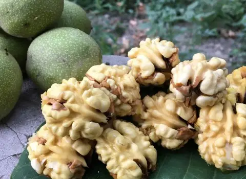 خواص شگفت انگیز گردو تازه و مزایای آن برای سلامتی بدن