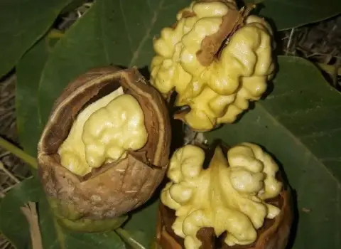 نگهداری مغز گردو در آب نمک و تاثیر آن در خوشمزه شدن گردو