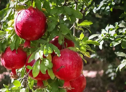 کیفیت و خواص انار محمودآباد فیروزکوه