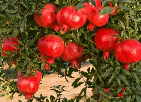 ویژگی های انار محمودآباد برای درست کردن رب انار