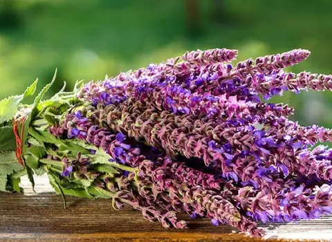 عکس گیاه مریم گلی خشک شده برای شناخت این گیاه