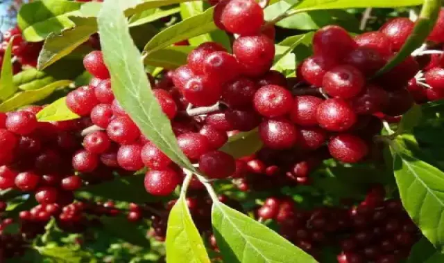 خواص انگور ژاپنی برای بارداری و نحوه استفاده در رژیم غذایی