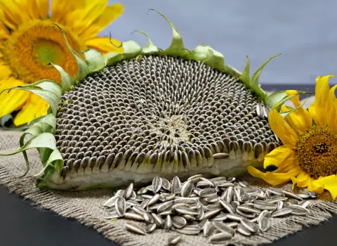 تعبیر خواب تخمه آفتابگردان نشانه چیست؟