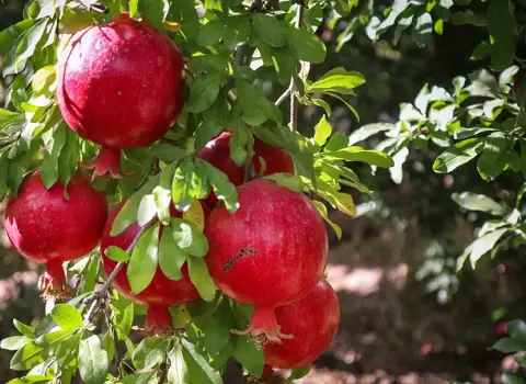 خواص انار محمودآباد فیروزکوه دانه یاقوتی برای سرطان