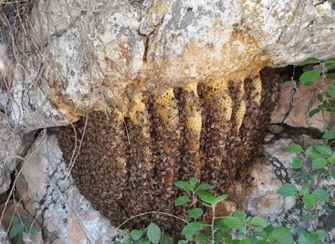 آموزش خرید عسل کوهی صفر تا صد