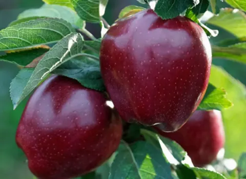 تعبیر خواب سیب قرمز برای مردان متاهل