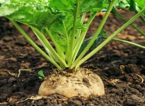 آیا کالری قند چغندر سفید چاق کننده است؟