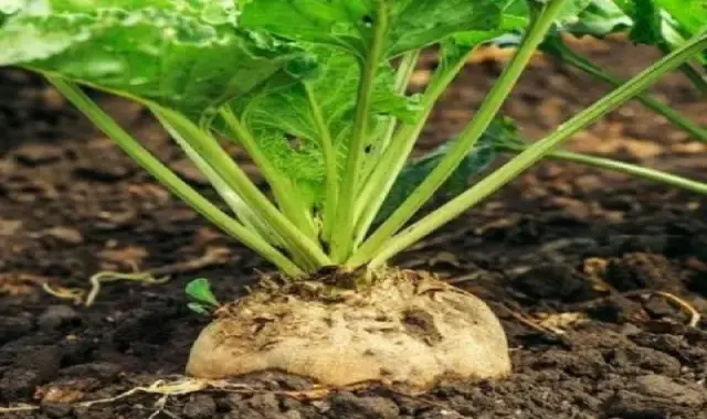 آیا کالری قند چغندر سفید چاق کننده است؟