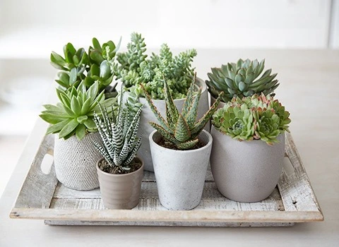 راهنمای خرید گل و گیاه طبیعی با شرایط ویژه و قیمت استثنایی