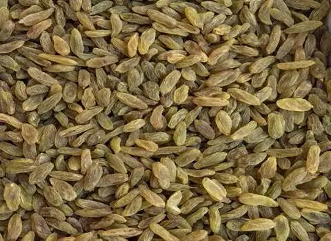 کشمش سبز همراه با توضیحات کامل و آشنایی