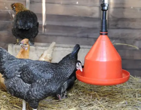 لیست قیمت آبخوری مرغ به صورت عمده و با صرفه