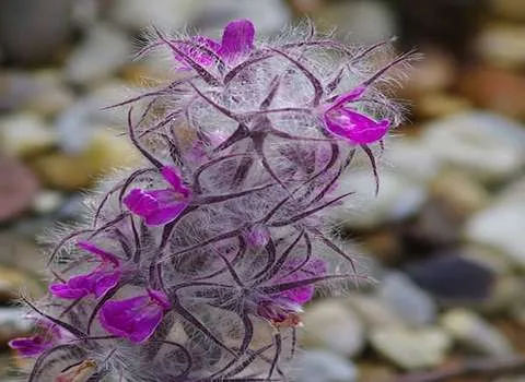 مشخصات گیاهان دارویی مناطق کوهستانی و نحوه خرید عمده