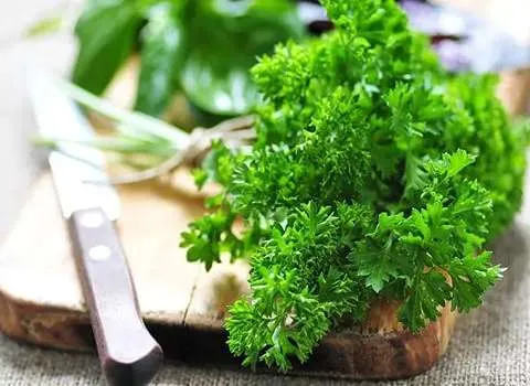 خرید عمده سبزی آش تازه با بهترین شرایط