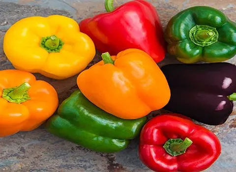 لیست قیمت فلفل دلمه ای اراک به صورت عمده و با صرفه