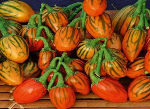 بادمجان کوچک رنگی همراه با توضیحات کامل و آشنایی