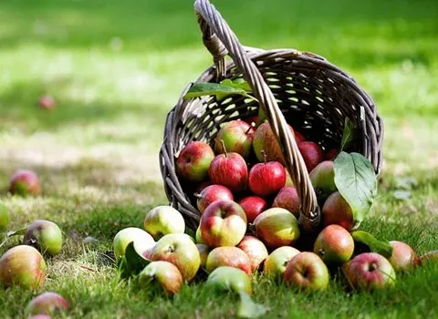 قیمت و خرید سیب کوچک جنگلی با مشخصات کامل