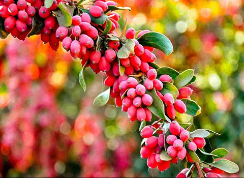 قیمت خرید عمده زرشک پفکی درجه یک ارزان و مناسب
