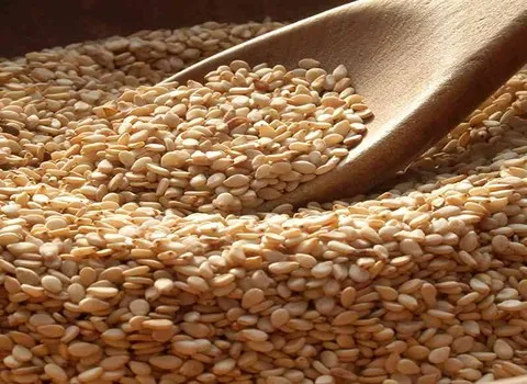 کنجد پاکستانی مشهد همراه با توضیحات کامل و آشنایی