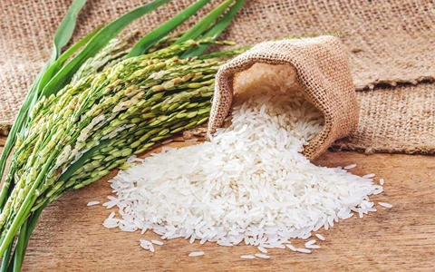 قیمت خرید عمده برنج طارم هاشمی درجه یک ارزان و مناسب