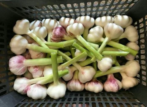 سیر تازه صادراتی همراه با توضیحات کامل و آشنایی