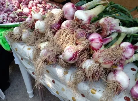 قیمت خرید عمده سیر تازه عمده ارزان و مناسب