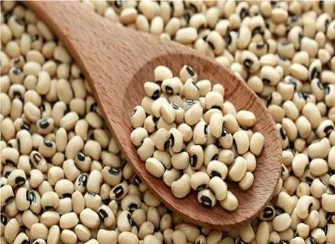 مشخصات لوبیا چشم بلبلی ریز و نحوه خرید عمده