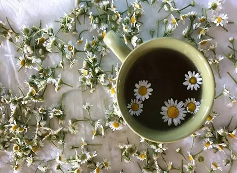 مشخصات گل بابونه خشک شده و نحوه خرید عمده