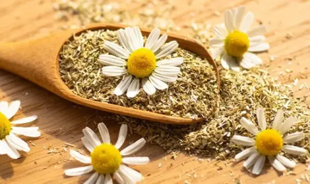 آموزش خرید گیاه دارویی بابونه ایرانی صفر تا صد