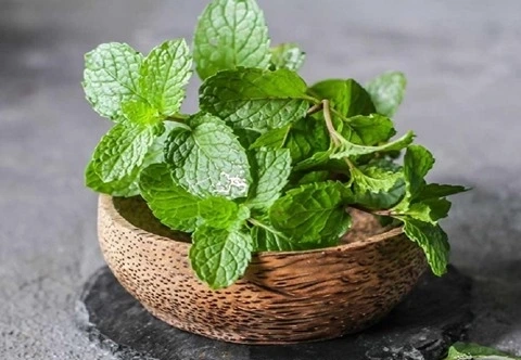 خرید عمده گیاهان دارویی کوهی ایران با بهترین شرایط