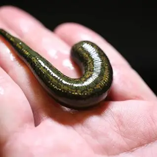 قیمت خرید زالو طبی سبز + تست کیفیت