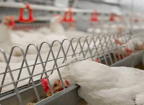 خرید عمده دانخوری گالوانیزه مرغ با بهترین شرایط