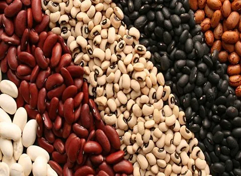 آموزش خرید لوبیا چیتی تازه صفر تا صد