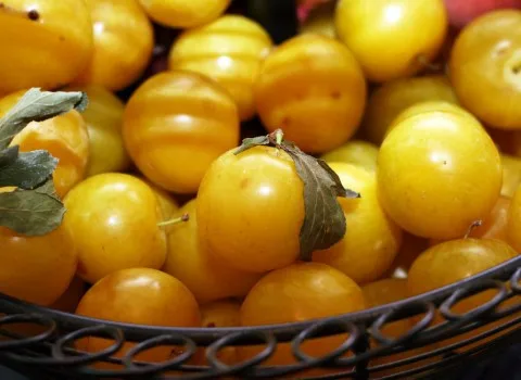 قیمت و خرید آلو بخارا تازه با مشخصات کامل