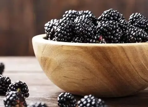 مشخصات شیره توت سیاه و نحوه خرید عمده