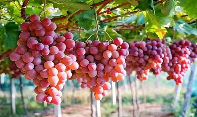 راهنمای خرید انگور یاقوتی ارومیه با شرایط ویژه و قیمت استثنایی