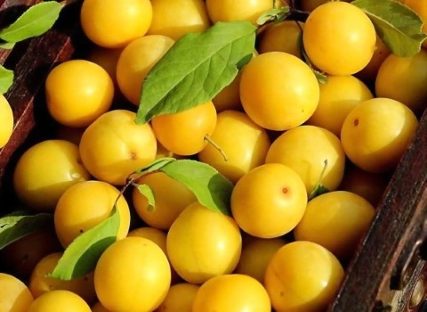 راهنمای خرید آلو بخارا طرقبه با شرایط ویژه و قیمت استثنایی