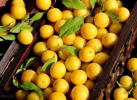 قیمت و خرید آلو بخارا شیرین با مشخصات کامل