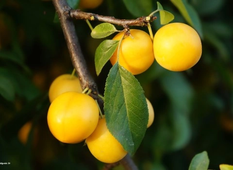 قیمت خرید عمده آلو بخارا زرد ارزان و مناسب